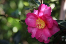 Load image into Gallery viewer, CAMELLIA SASANQUA HIRYU 4.0L
