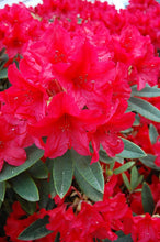 Load image into Gallery viewer, RHODODENDRON VULCANS FLAME 5.0L
