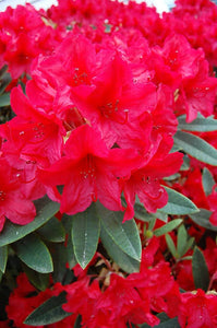 RHODODENDRON VULCANS FLAME 5.0L