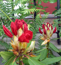 Load image into Gallery viewer, RHODODENDRON VULCANS FLAME 5.0L
