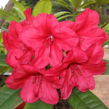 Load image into Gallery viewer, RHODODENDRON VULCANS FLAME 5.0L
