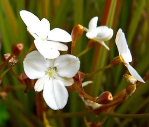 LIBERTIA PEREGRINANS MIKOIKOI 1.9L