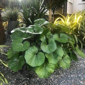 LIGULARIA RUKUHIA BEAUTY