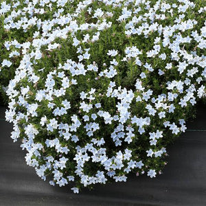 LITHODORA CRYSTAL BLUE 14CM