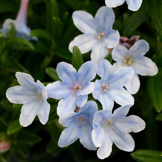 LITHODORA CRYSTAL BLUE 14CM