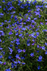 LITHODORA GRACE WARD 1.0L