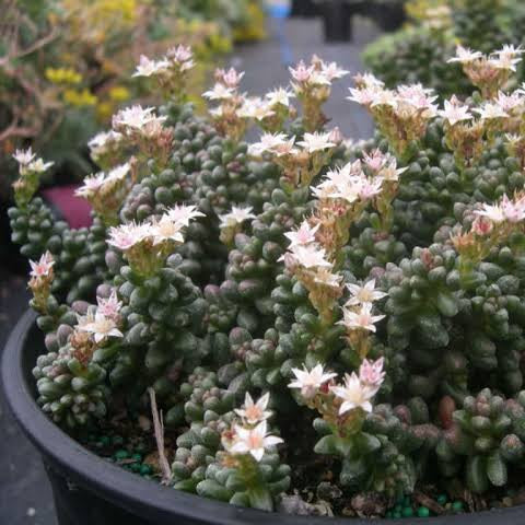 SEDUM FURFURACEUM BONSAI SEDUM