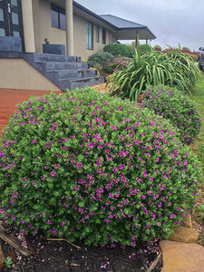 POLYGALA LITTLE BIBI 14CM