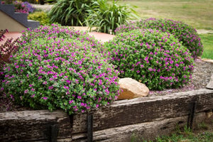 POLYGALA LITTLE BIBI 14CM