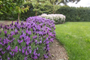 LAVENDER HYBRID FAIRY WINGS SPELLBOUND 14CM