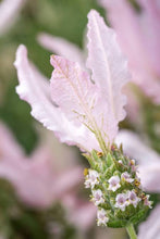 Load image into Gallery viewer, LAVENDER HYBRID FAIRY WINGS WHIMSICAL 14CM
