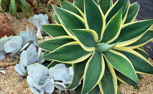 AGAVE ATTENUATA RAY OF LIGHT