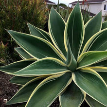 Load image into Gallery viewer, AGAVE ATTENUATA RAY OF LIGHT
