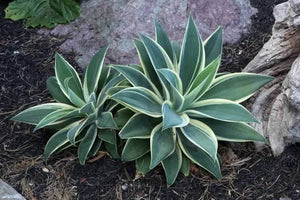 AGAVE ATTENUATA RAY OF LIGHT