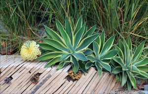 AGAVE ATTENUATA RAY OF LIGHT