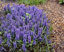 Load image into Gallery viewer, AJUGA CATLINS GIANT 12CM
