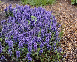 AJUGA CATLINS GIANT 12CM