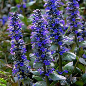 AJUGA CATLINS GIANT 2.5L