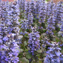 Load image into Gallery viewer, AJUGA CATLINS GIANT 12CM
