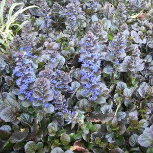 AJUGA JUNGLE BEAUTY 2.5L