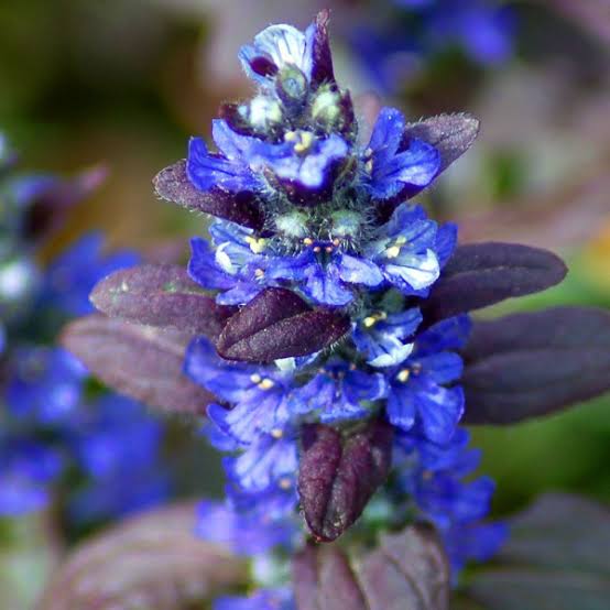 AJUGA JUNGLE BEAUTY 2.5L