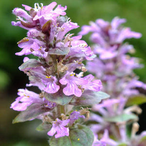 AJUGA PINK SPIRE 2.0L