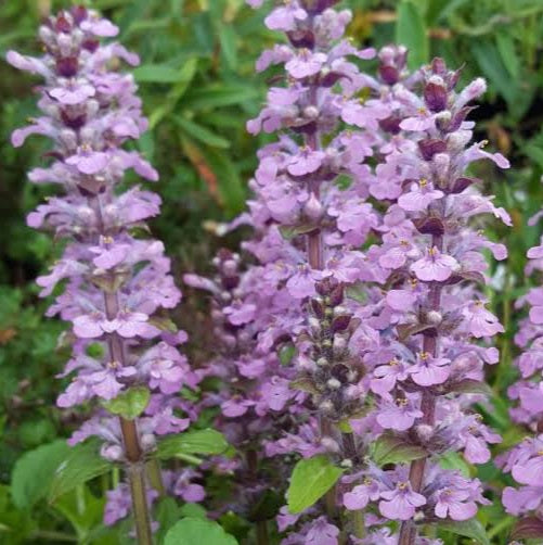 AJUGA PINK SPIRE 2.0L