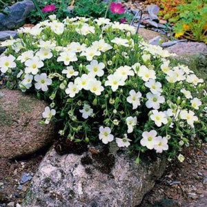 ARENARIA MONTANA 1.4L