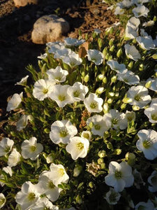 ARENARIA MONTANA 1.4L