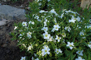 ARENARIA MONTANA 1.4L