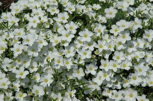 ARENARIA AVALANCHE 2.4L