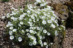 ARENARIA AVALANCHE 2.4L