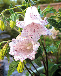 CAMPANULA MILKY WAY 1.5L