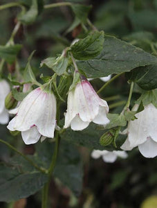 CAMPANULA MILKY WAY 1.5L