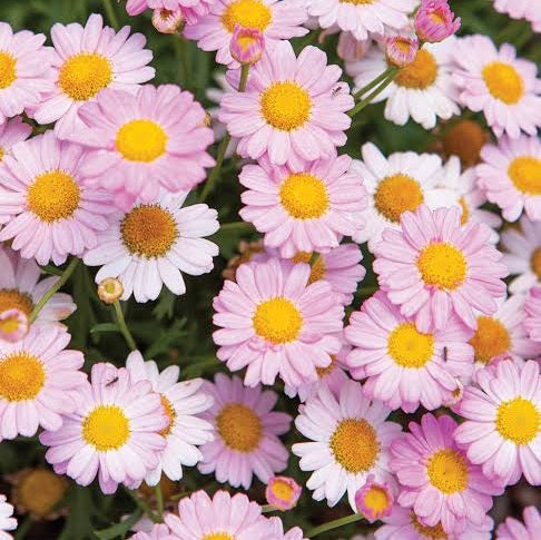 ARGYRANTHEMUM ANGELIC BABY PINK 2.5L