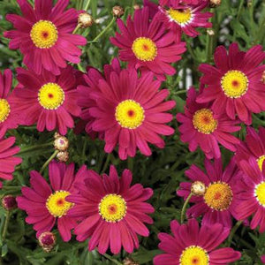 ARGYRANTHEMUM ANGELIC BORDEAUX 2.5L