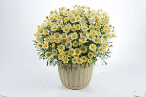 ARGYRANTHEMUM ANGELIC LEMON PASTEL 2.5L