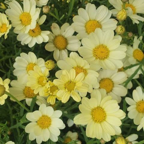 ARGYRANTHEMUM ANGELIC LEMON PASTEL 2.5L