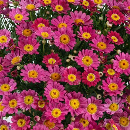 ARGYRANTHEMUM ANGELIC MAGENTA 2.5L