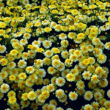 Load image into Gallery viewer, ARGYRANTHEMUM ANGELIC MAIZE 2.5L
