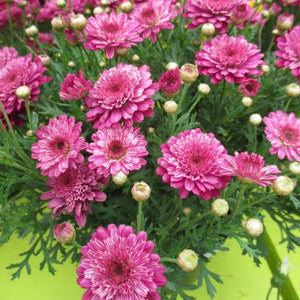 ARGYRANTHEMUM ANGELIC PINK DELIGHT 2.5L