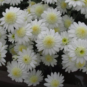 ARGYRANTHEMUM ANGELIC SNOW 2.5L