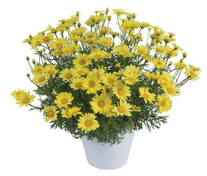 ARGYRANTHEMUM ANGELIC SUNNY SPRING 2.5L