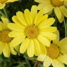 Load image into Gallery viewer, ARGYRANTHEMUM ANGELIC SUNNY SPRING 2.5L
