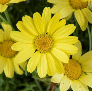 ARGYRANTHEMUM ANGELIC SUNNY SPRING 2.5L