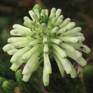 ERICA SESSILIFLORA 2.5L