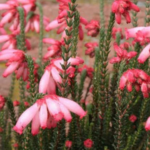 ERICA CERINTHOIDES PINK 2.5L