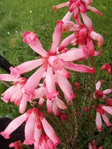 ERICA CERINTHOIDES PINK 2.5L