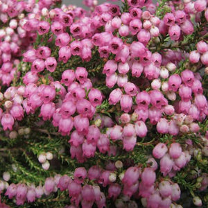 ERICA FAIRY BELLS 2.5L