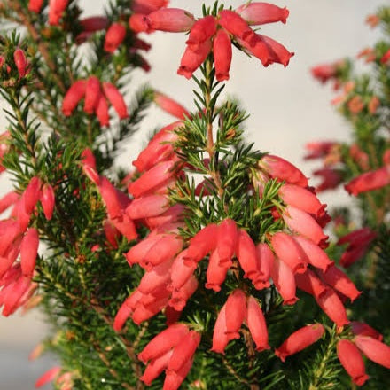 ERICA WINTER FIRE 2.5L